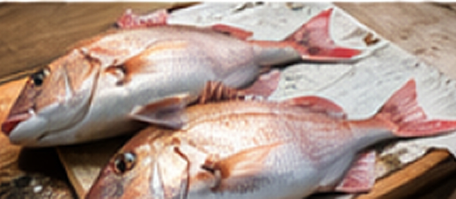 イメージ（魚）